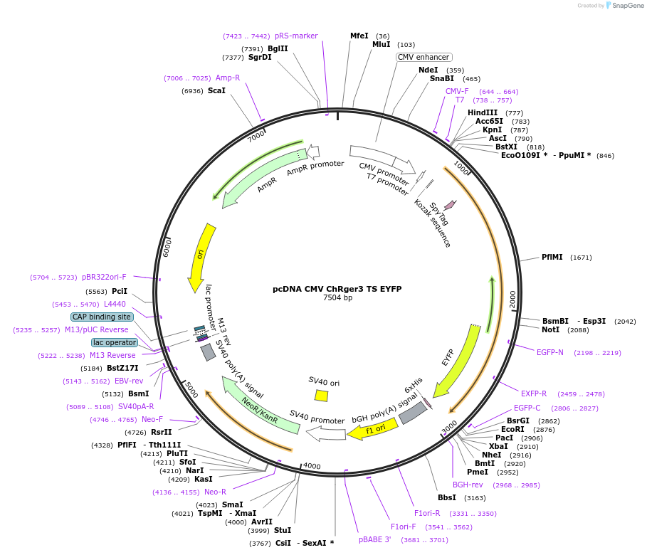 256471-plasmid-map-sequence-id-513202