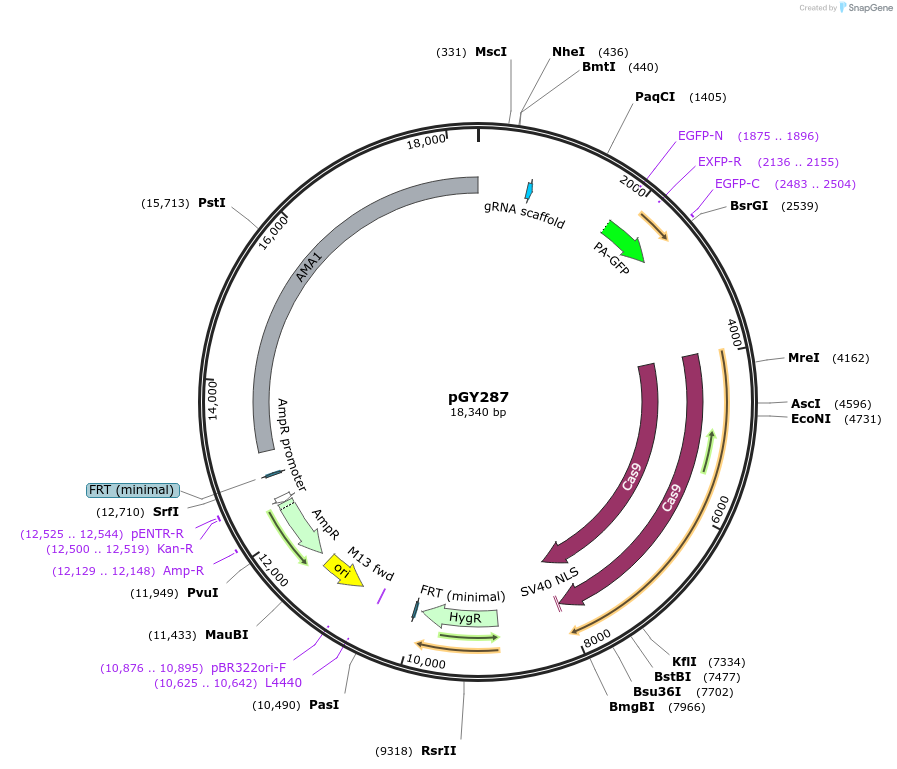 254382-plasmid-map-sequence-id-513208