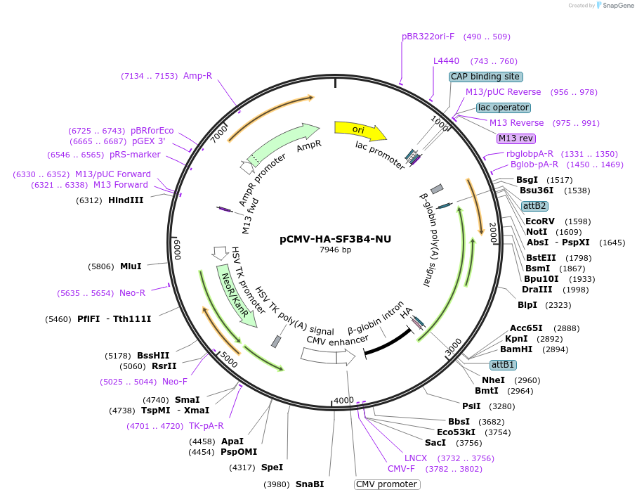 255440-plasmid-map-sequence-id-513209