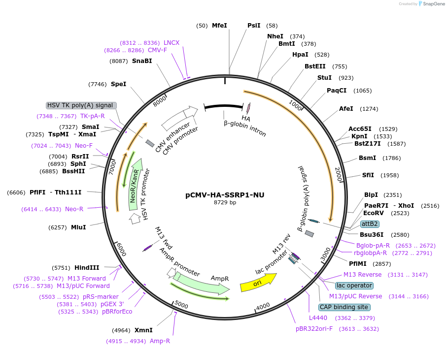 255438-plasmid-map-sequence-id-513210