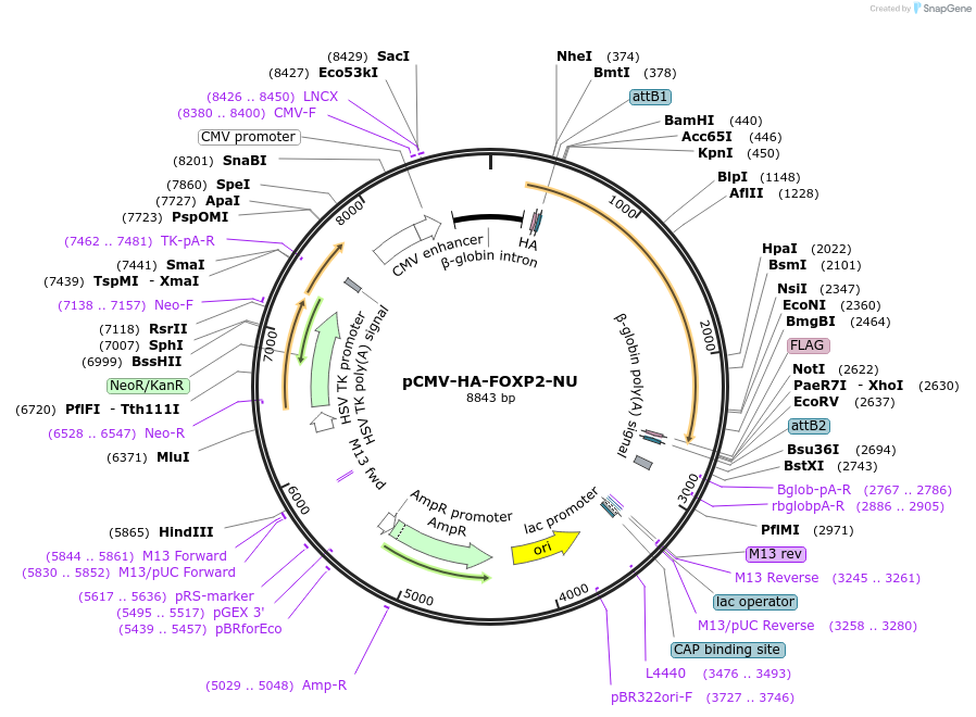 255436-plasmid-map-sequence-id-513215