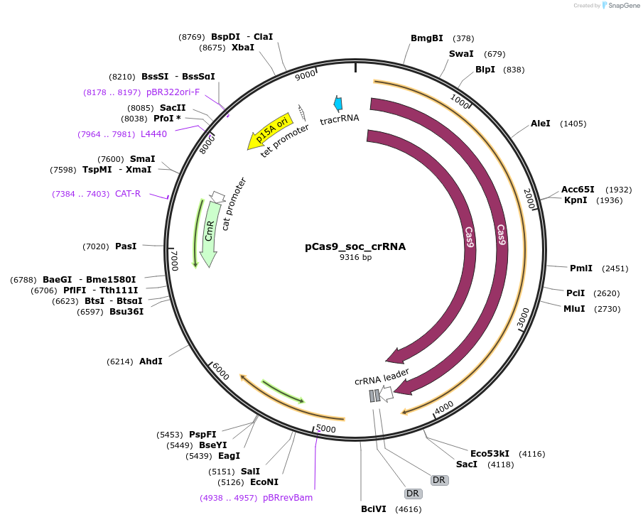 257705-plasmid-map-sequence-id-513220