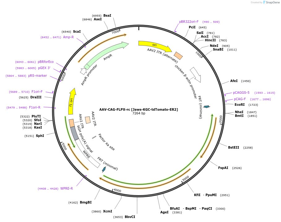 195488-plasmid-map-sequence-id-513238
