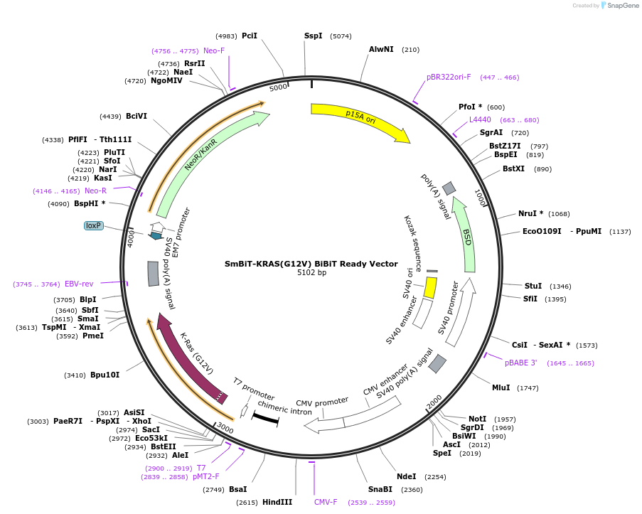 238832-plasmid-map-sequence-id-513242