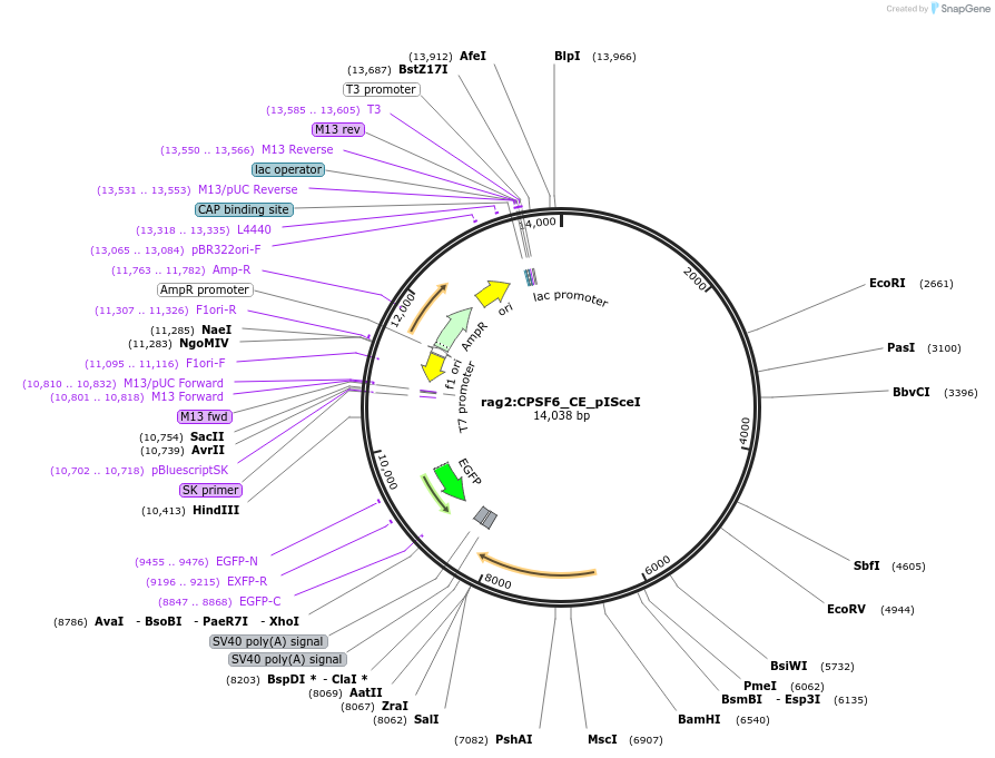 223037-plasmid-map-sequence-id-513247