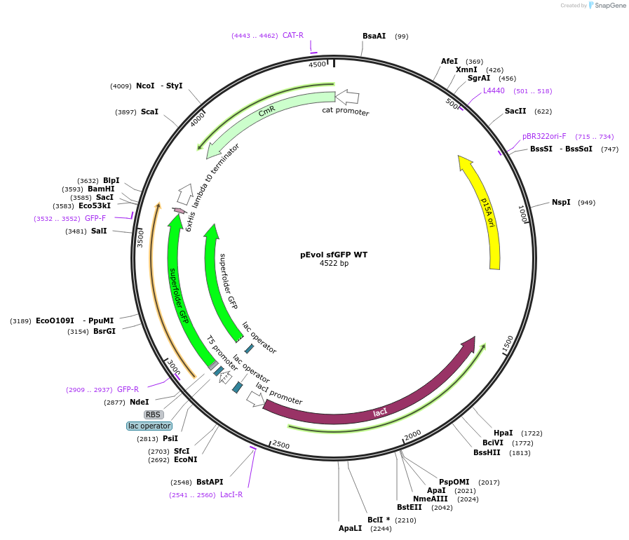 253740-plasmid-map-sequence-id-513249