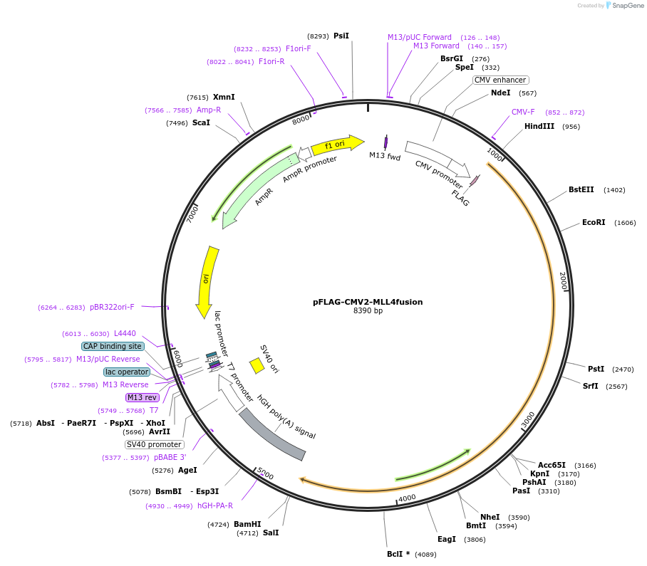 255997-plasmid-map-sequence-id-513255