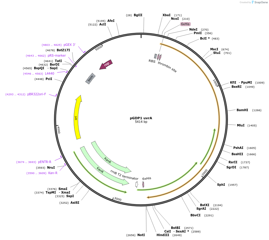 112892-plasmid-map-sequence-id-513258