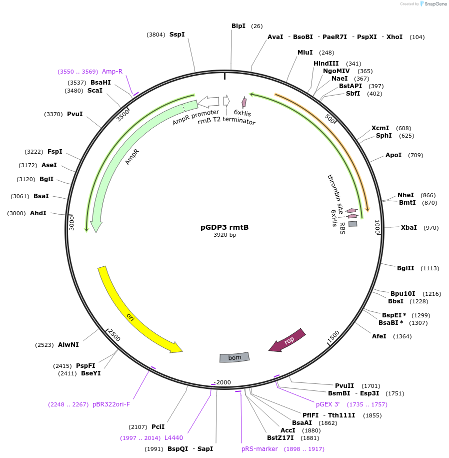112880-plasmid-map-sequence-id-513260