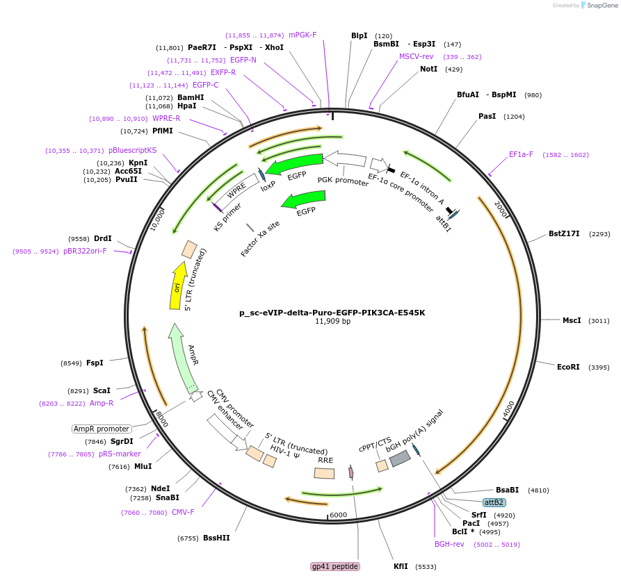 249477-plasmid-map-sequence-id-513274