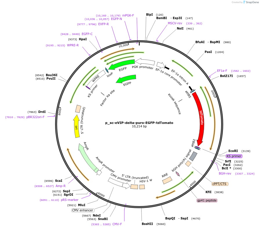 249437-plasmid-map-sequence-id-513275