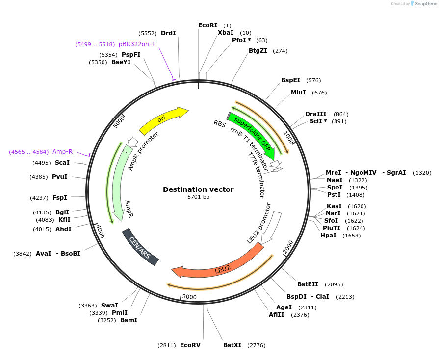 254019-plasmid-map-sequence-id-513276