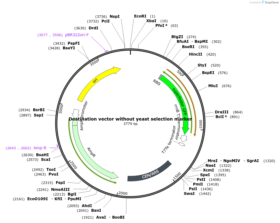 254018-plasmid-map-sequence-id-513278