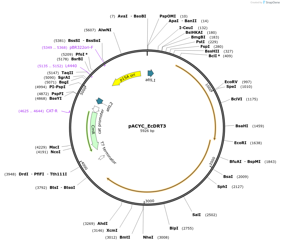 255316-plasmid-map-sequence-id-513293
