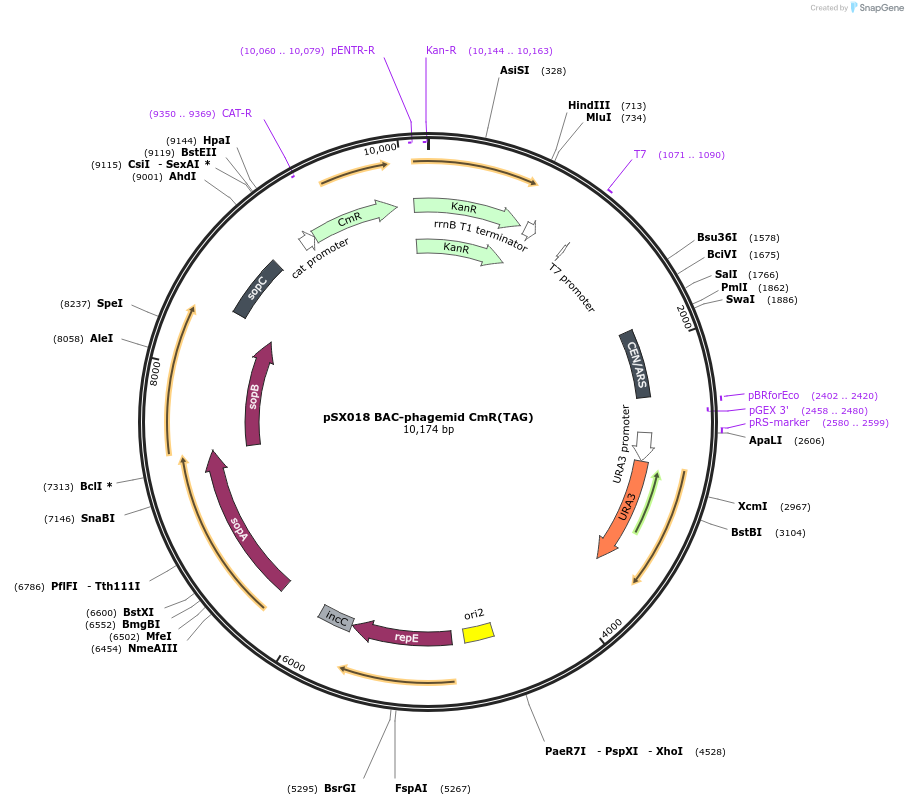 253999-plasmid-map-sequence-id-513304