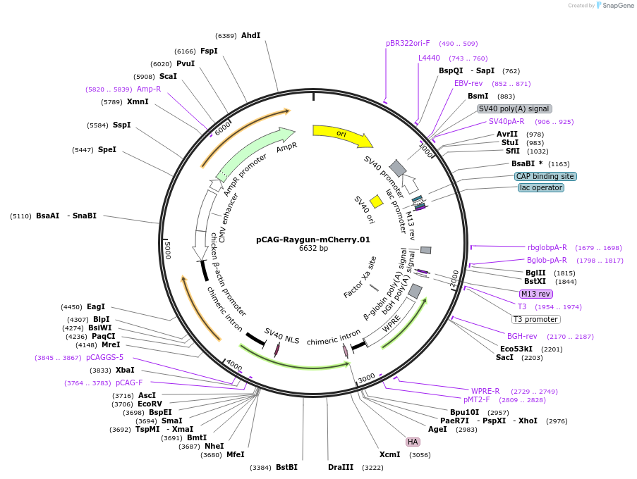 258160-plasmid-map-sequence-id-513358