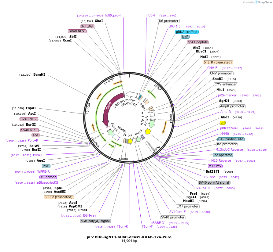 255341-plasmid-map-sequence-id-513360
