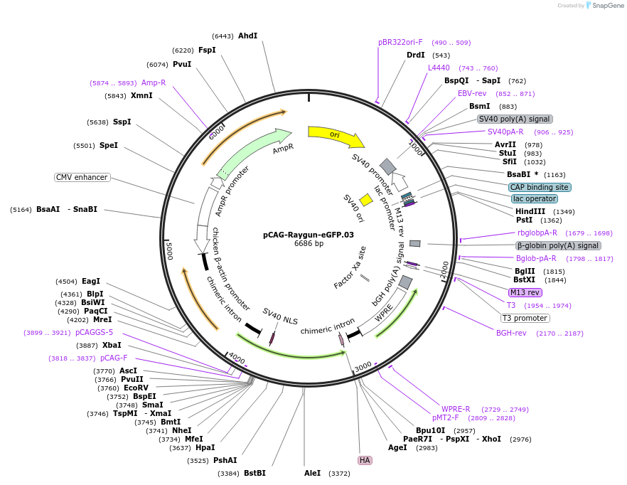 258158-plasmid-map-sequence-id-513361