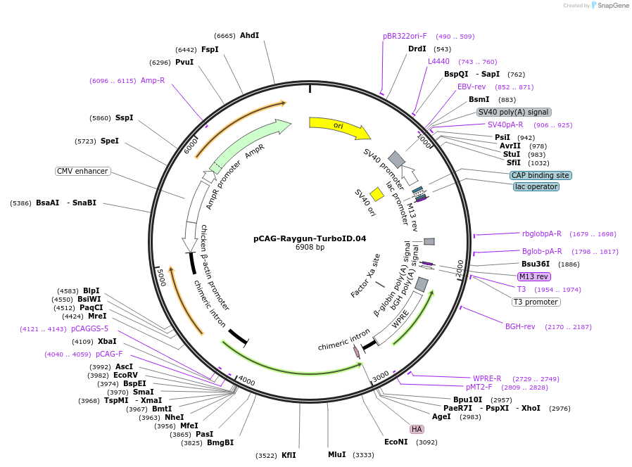 258148-plasmid-map-sequence-id-513362