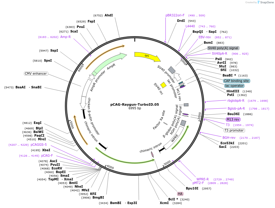 258149-plasmid-map-sequence-id-513363