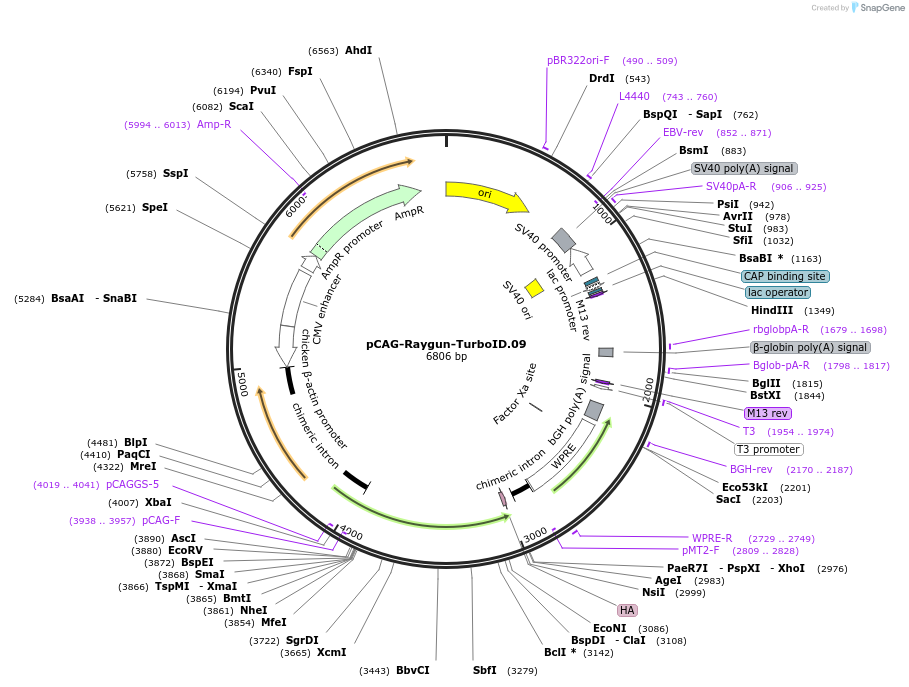258153-plasmid-map-sequence-id-513364