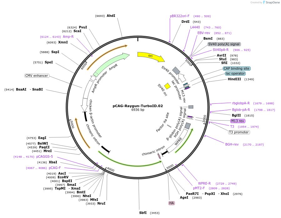 258146-plasmid-map-sequence-id-513365