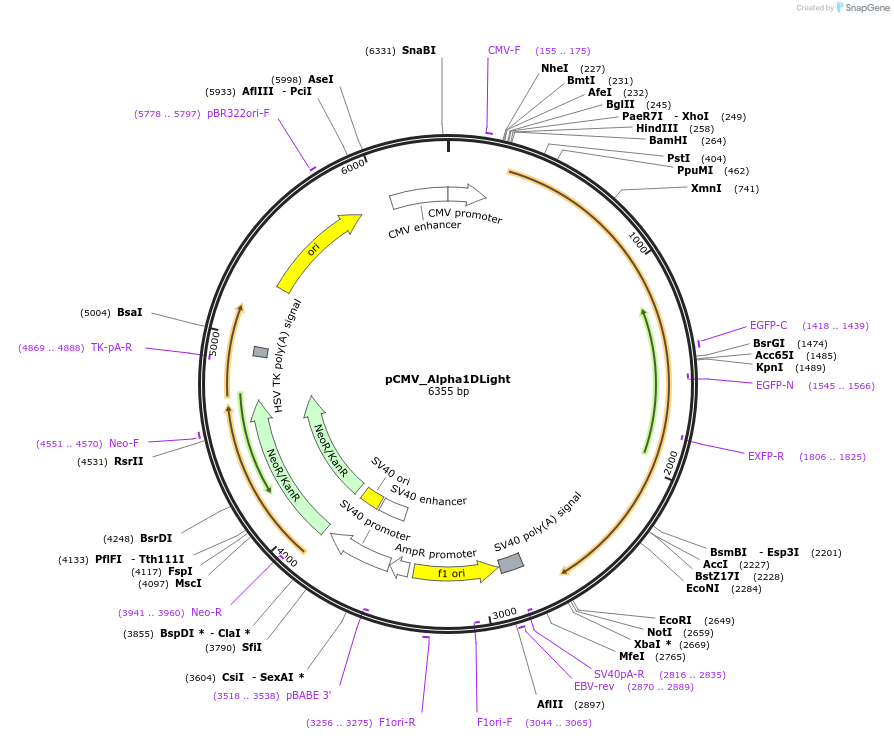 254922-plasmid-map-sequence-id-513366