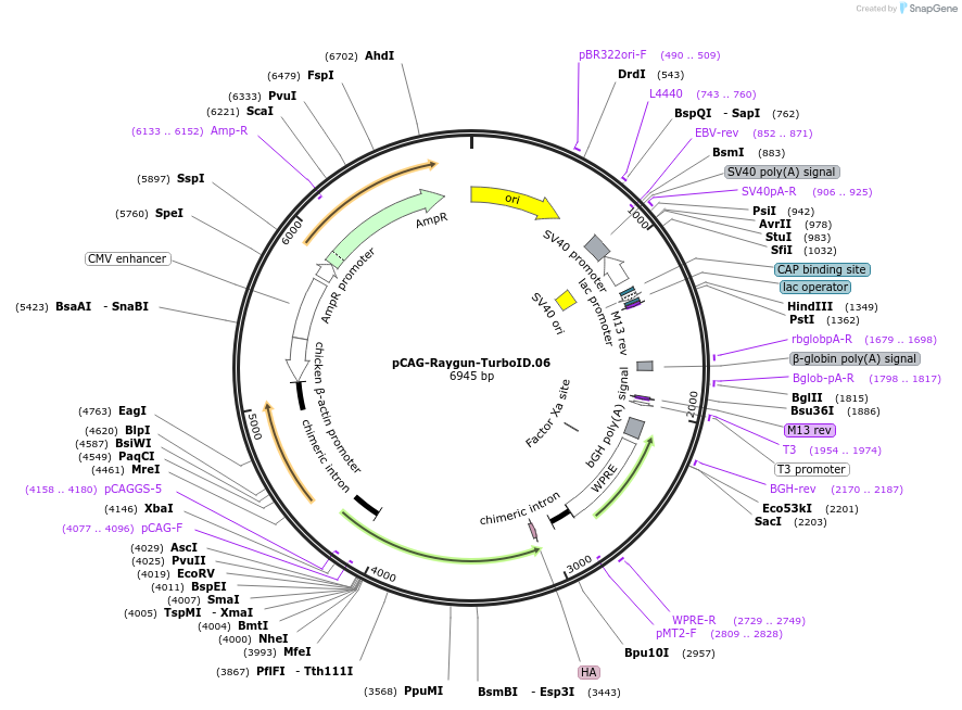 258150-plasmid-map-sequence-id-513367