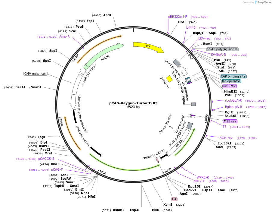 258147-plasmid-map-sequence-id-513368