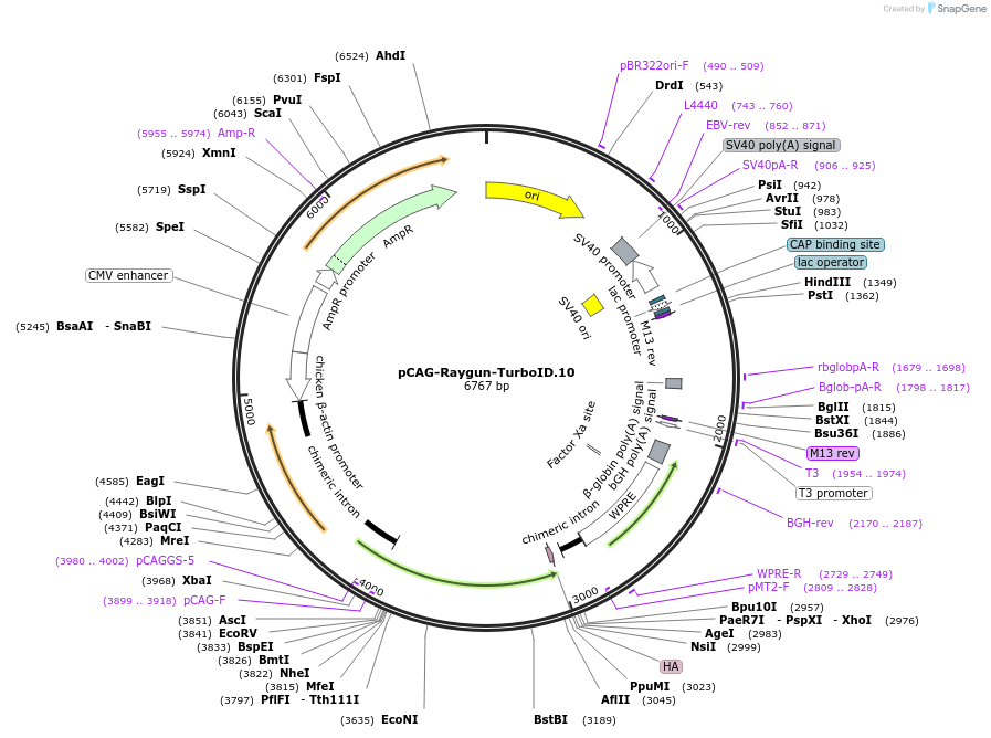 258154-plasmid-map-sequence-id-513369