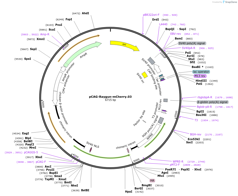 258162-plasmid-map-sequence-id-513371
