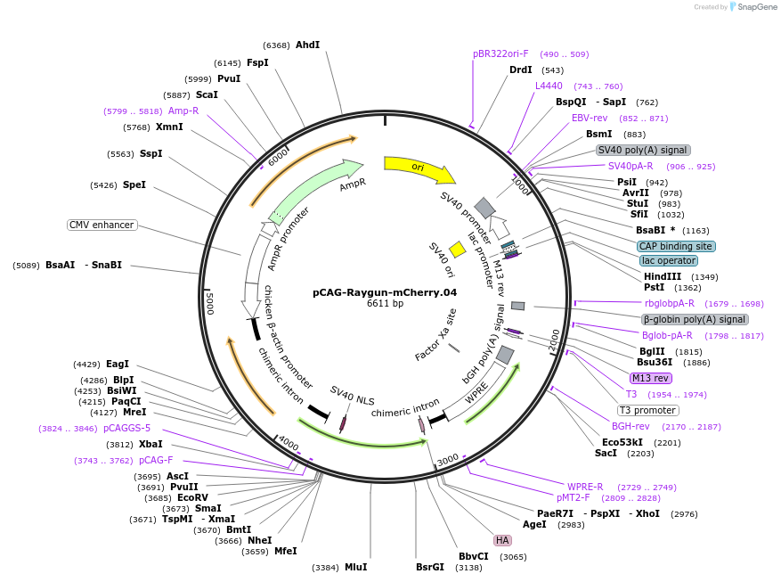 258163-plasmid-map-sequence-id-513372