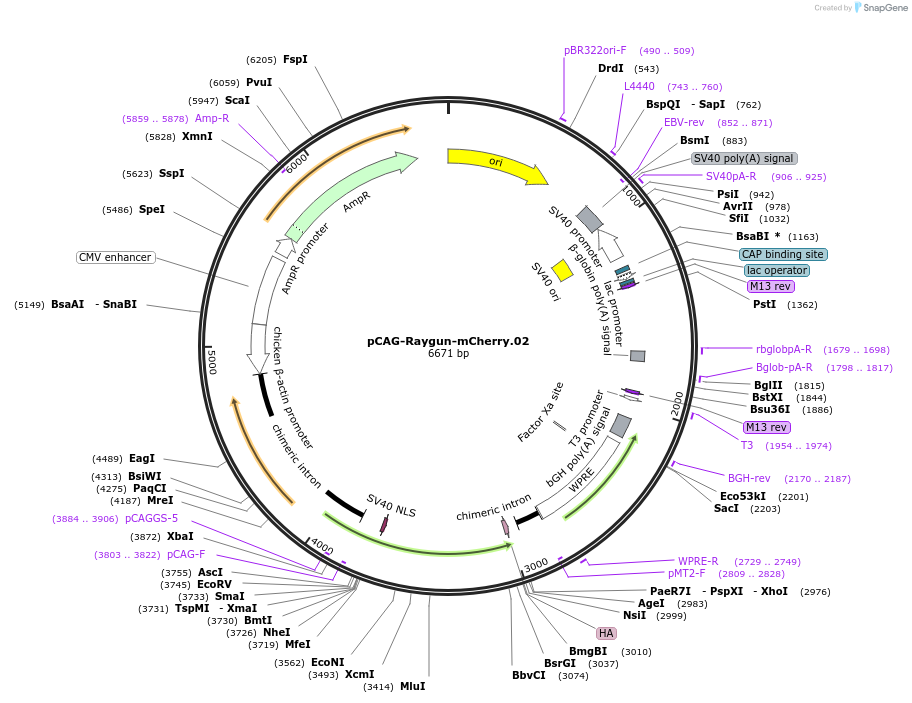 258161-plasmid-map-sequence-id-513373