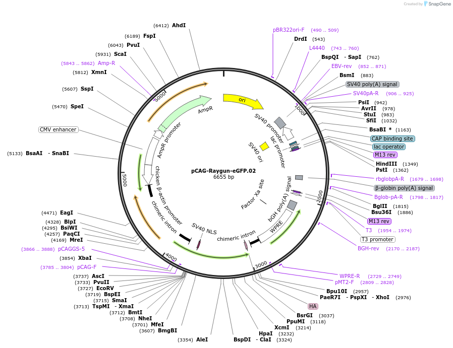258157-plasmid-map-sequence-id-513374