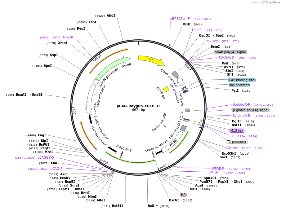 258156-plasmid-map-sequence-id-513376