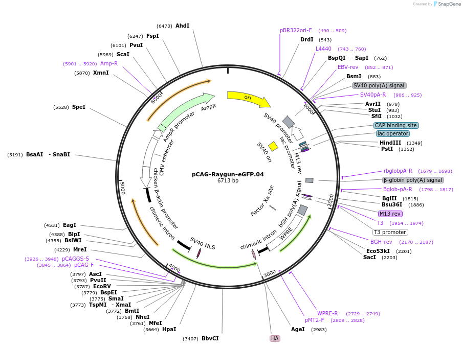 258159-plasmid-map-sequence-id-513377