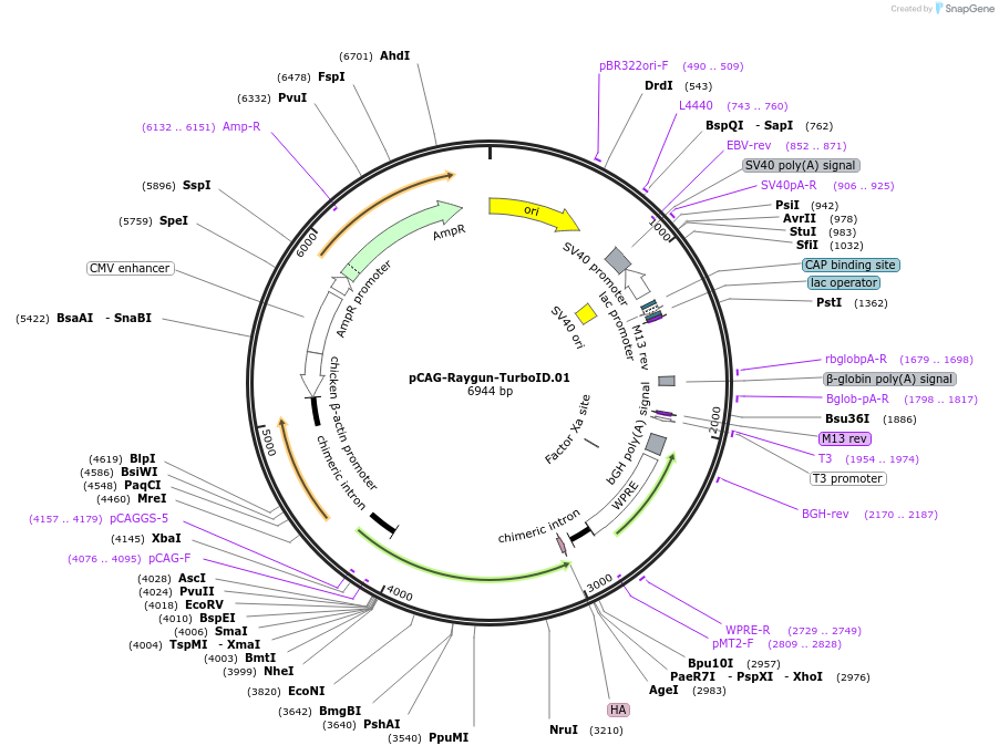 258145-plasmid-map-sequence-id-513378