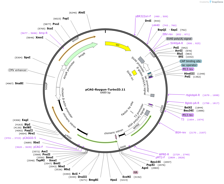 258155-plasmid-map-sequence-id-513379
