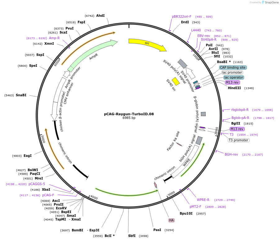 258152-plasmid-map-sequence-id-513380