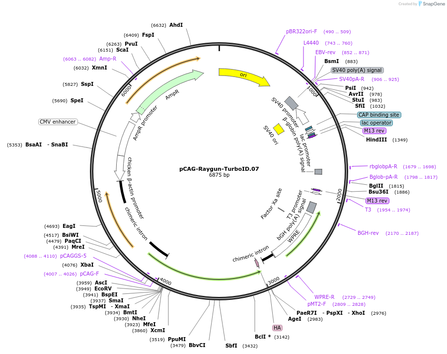258151-plasmid-map-sequence-id-513381