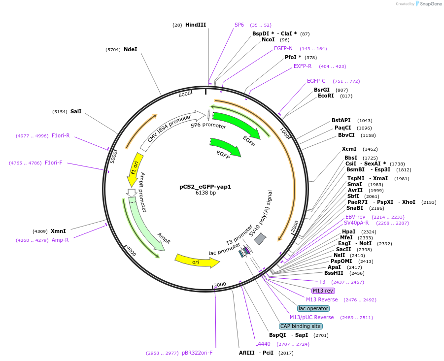 254510-plasmid-map-sequence-id-513382