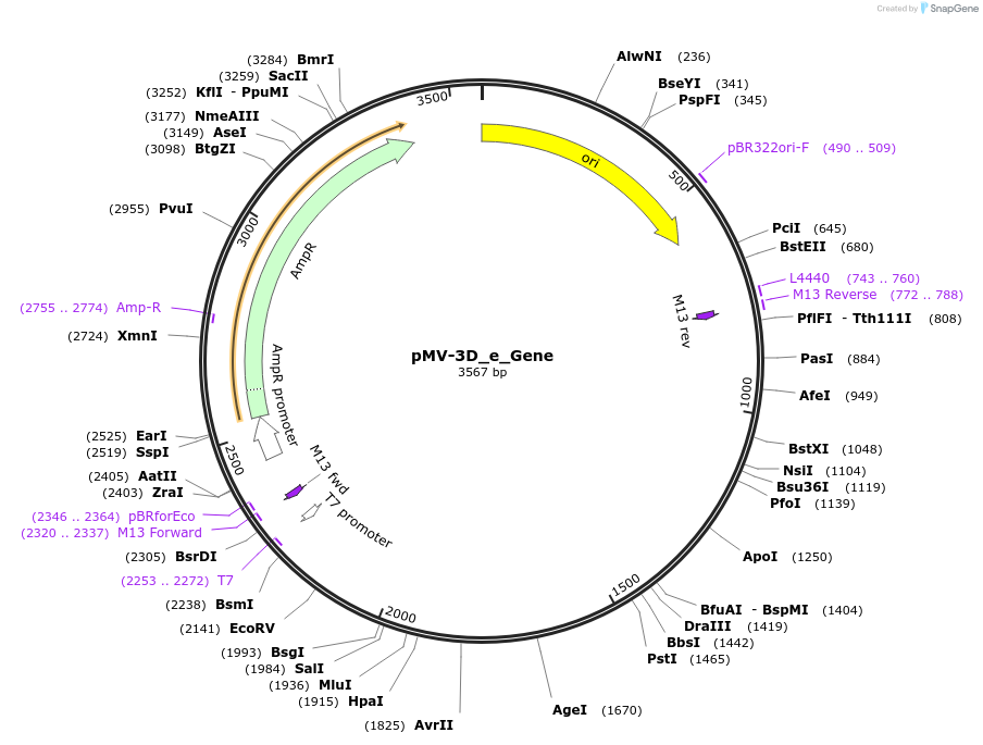 253714-plasmid-map-sequence-id-513383