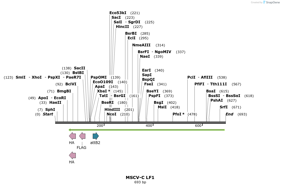 51339_map