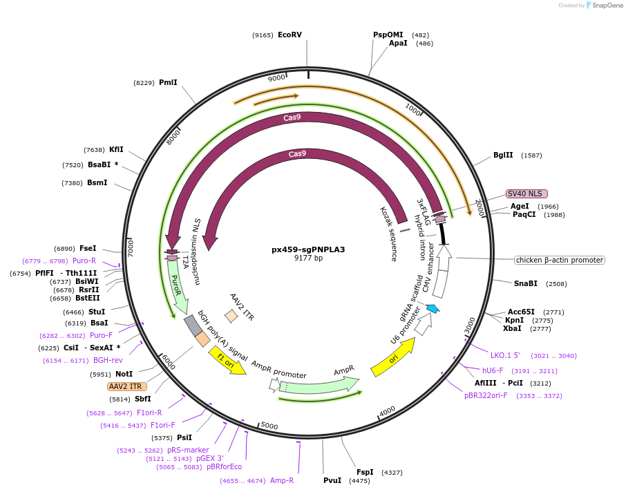255036-plasmid-map-sequence-id-513394