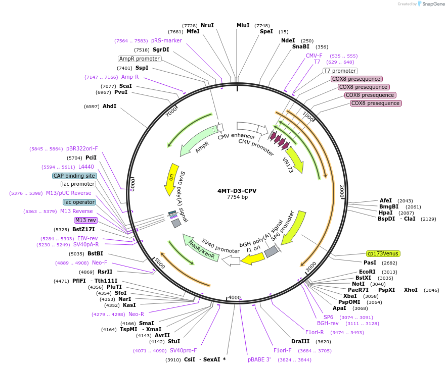 58184-plasmid-map-sequence-id-513396
