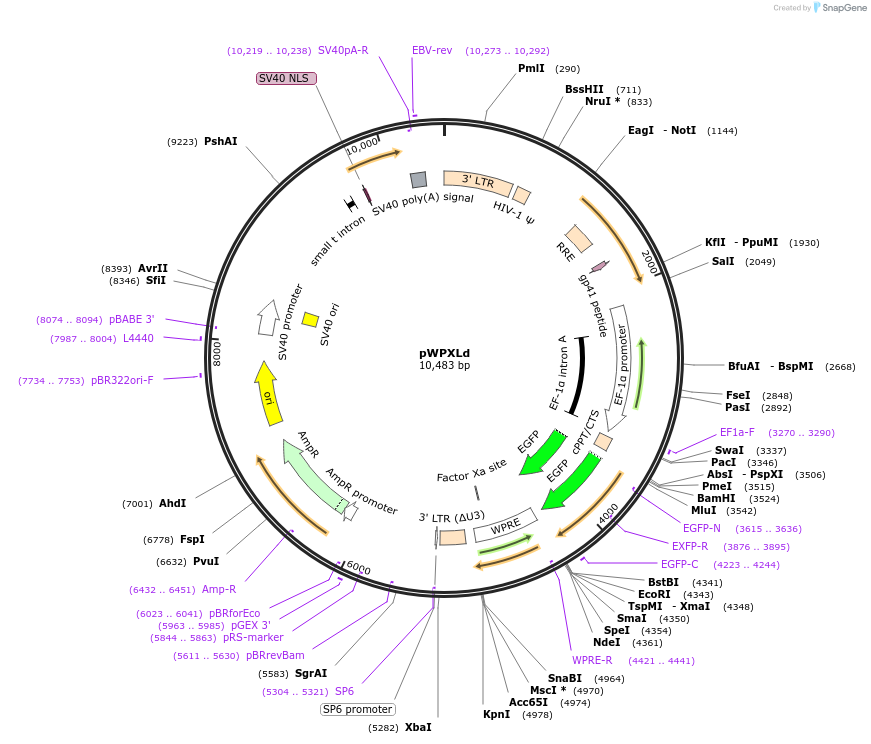 12258-plasmid-map-sequence-id-513484