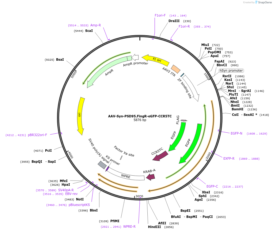 125693-plasmid-map-sequence-id-513486