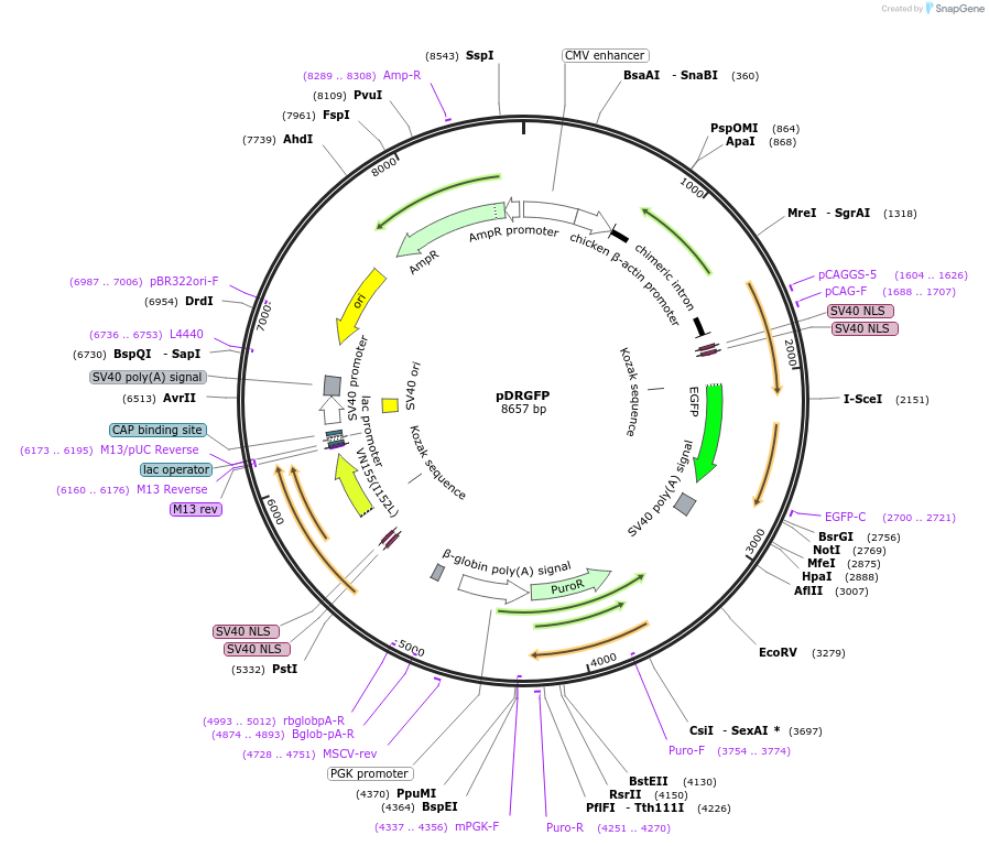 26475-plasmid-map-sequence-id-513488
