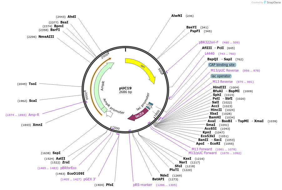 50005-plasmid-map-sequence-id-513490