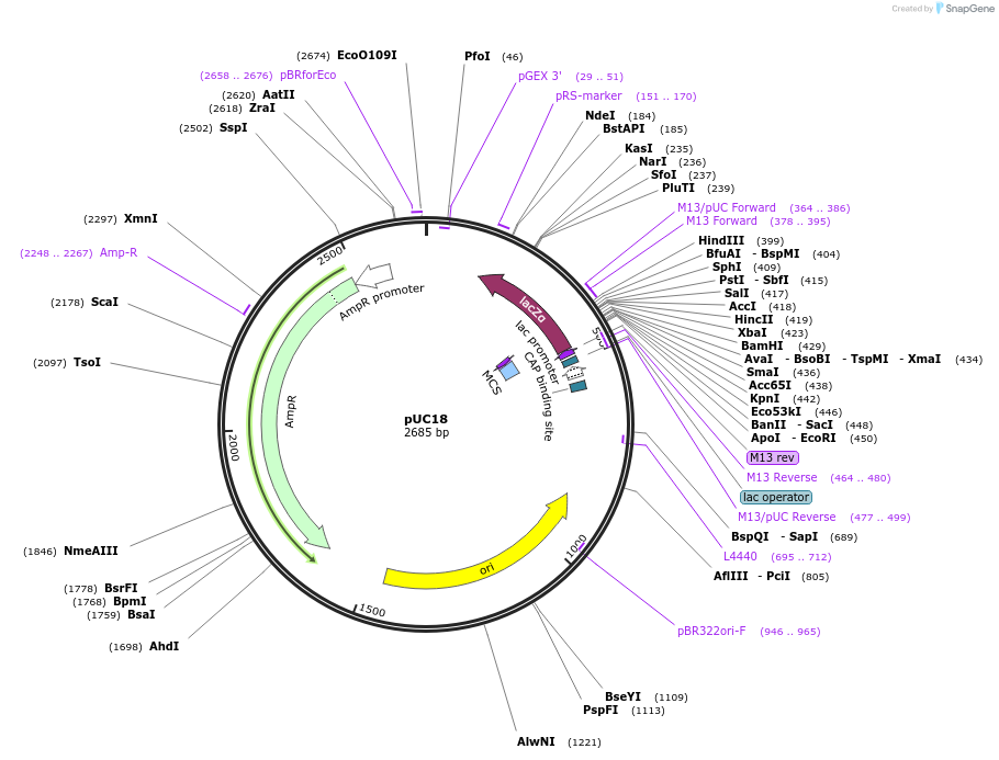 50004-plasmid-map-sequence-id-513491